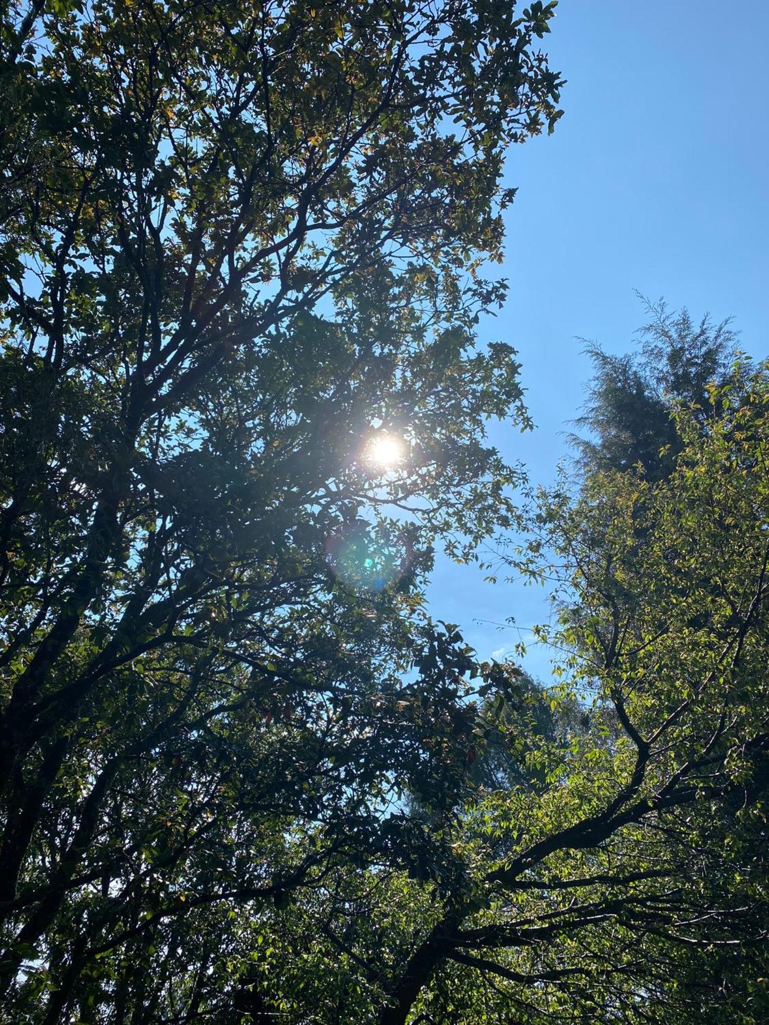 Cabanas Alpina, Romantica Y Acogedora A 10 Minutos Del Centro Tepoztlan Εξωτερικό φωτογραφία