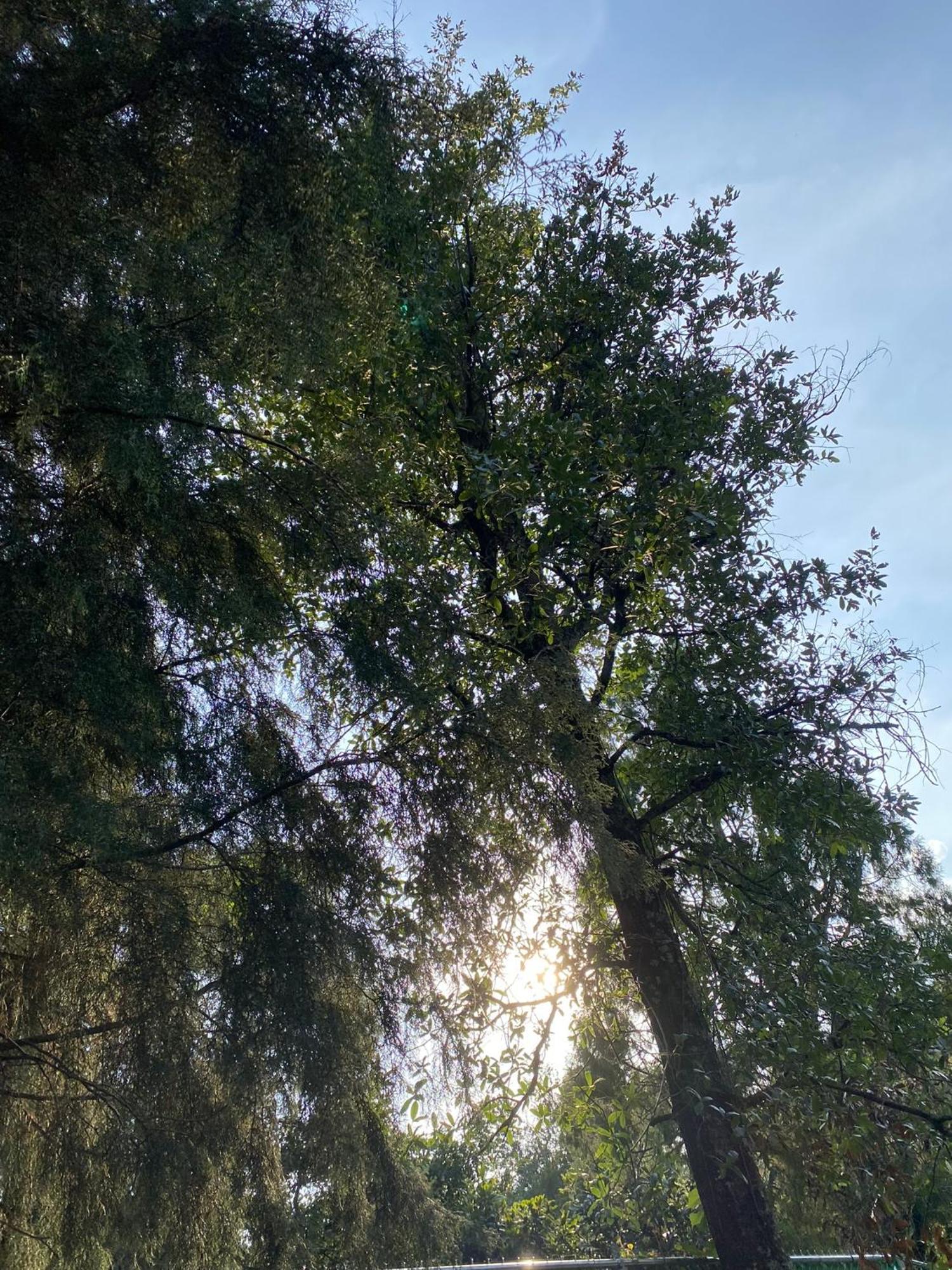 Cabanas Alpina, Romantica Y Acogedora A 10 Minutos Del Centro Tepoztlan Εξωτερικό φωτογραφία